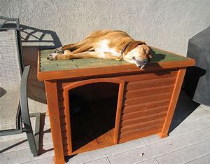 Área isolada dentro de um canil mostrando cães tranquilos em um espaço com tratamento acústico especial para conforto dos animais. Ruído em Canis